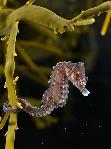 Short-snouted seahorse